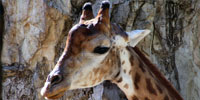 Girafe