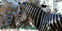 Zebre